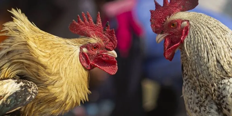 Xem dáng đứng và phản ứng chiến kê để soi kèo hiệu quả